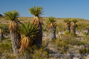 Yucca-faxoniana-Dagger-Flat-Drive-Big-Bend-Nationalpark-Texas-4-300x199 Yucca faxoniana