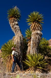 Yucca-faxoniana-Pine-Canyon-Big-Bend-Nationalpark-Texas-199x300 Yucca faxoniana