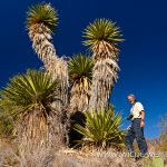 Yucca faxoniana - Pine Canyon - Big Bend Nationalpark -Texas