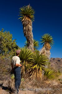 Yucca-faxoniana-Pine-Canyon-Big-Bend-Nationalpark-Texas-4-199x300 Yucca faxoniana