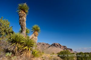 Yucca-faxoniana-Pine-Canyon-Big-Bend-Nationalpark-Texas-5-300x199 Yucca faxoniana