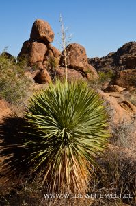 Yucca-thompsoniana-Grapevine-Hills-Big-Bend-Nationalpark-Texas-199x300 Yucca thompsoniana