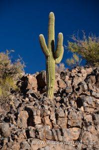 Saguaro-Black-Hills-Arch-Trail-Fort-Thomas-Arizona-8-199x300 Saguaro