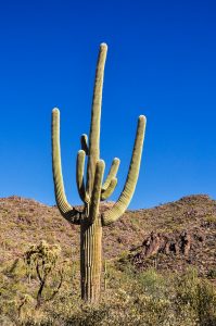 Saguaro-Organ-Pipe-Cactus-National-Monument-Arizona-30-199x300 Saguaro