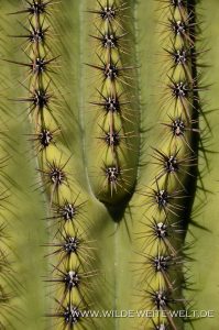 Saguaro-Rincon-Mountains-Saguaro-Nationalpark-Arizona-12-199x300 Saguaro