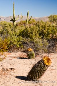 Saguaro-Rincon-Mountains-Saguaro-Nationalpark-Arizona-21-199x300 Saguaro