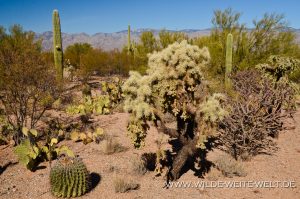Saguaro-Rincon-Mountains-Saguaro-Nationalpark-Arizona-31-300x199 Saguaro