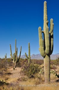 Saguaro-Rincon-Mountains-Saguaro-Nationalpark-Arizona-38-199x300 Saguaro
