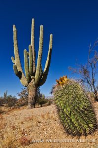 Saguaro-Rincon-Mountains-Saguaro-Nationalpark-Arizona-42-199x300 Saguaro