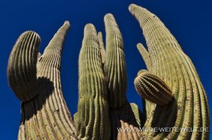 Saguaro-Rincon-Mountains-Saguaro-Nationalpark-Arizona-46-300x199 Saguaro