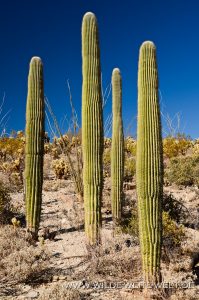 Saguaro-Rincon-Mountains-Saguaro-Nationalpark-Arizona-52-199x300 Saguaro