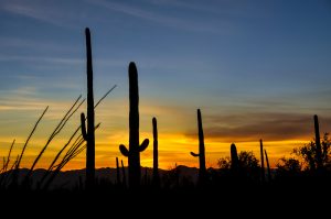 Saguaro-Sunset-Bajada-Scenic-Loop-Saguaro-National-Park-Tucson-Arizona-4-300x199 Saguaro Sunset