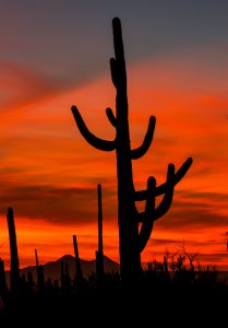 Saguaro-Sunset-Bajada-Scenic-Loop-Saguaro-National-Park-Tucson-Arizona-6-209x300 Saguaro Sunset