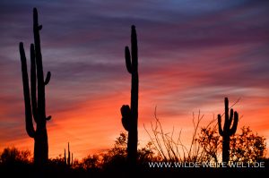 Saguaro-Sunset-Jim-Kortsen-West-Pinal-Park-Stanton-Arizona-3-300x199 Saguaro Sunset