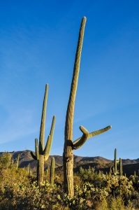 Saguaros-Arizona-Sonora-Desert-Museum-Tucson-Arizona-23-199x300 Saguaros