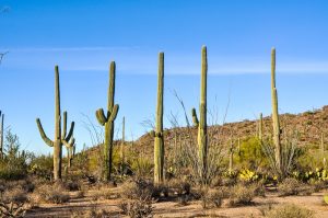 Saguaros-Arizona-Sonora-Desert-Museum-Tucson-Arizona-3-300x199 Saguaros