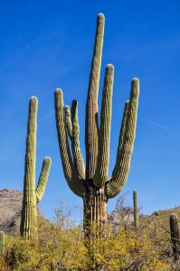 Saguaros-Sabino-Canyon-Recreation-Area-Tucson-Arizona-16-199x300 Saguaros