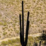 Saguaro-Arizona-Sonora-Desert-Museum-Tucson-Arizona-4-225x300 Saguaro [Saguaro National Park]