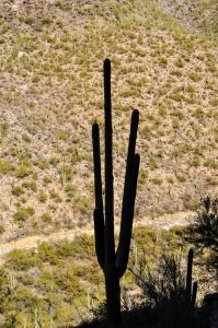 Saguaros-Sabino-Canyon-Recreation-Area-Tucson-Arizona-28-199x300 Saguaros