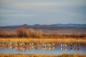 Sandhill-Cranes-Bosque-del-Apache-National-Wildlife-Refuge-San-Antonio-New-Mexico-19-300x199 Sandhill Cranes