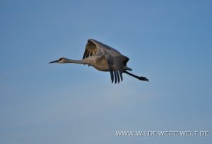 Sandhill-Cranes-at-Sunrise-Bosque-del-Apache-National-Wildlife-Refuge-Socorro-New-Mexico-12-300x204 Sandhill Cranes at Sunrise