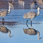 Sandhill-Cranes-at-Sunrise-Bosque-del-Apache-National-Wildlife-Refuge-Socorro-New-Mexico-68 Bosque del Apache National Wildlife Refuge: Kraniche & Schneegänse