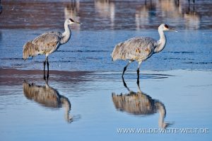 Sandhill-Cranes-at-Sunrise-Bosque-del-Apache-National-Wildlife-Refuge-Socorro-New-Mexico-43-300x199 Sandhill Cranes at Sunrise