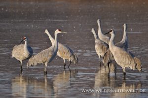 Sandhill-Cranes-at-Sunrise-Bosque-del-Apache-National-Wildlife-Refuge-Socorro-New-Mexico-51-300x199 Sandhill Cranes at Sunrise