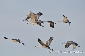 Sandhill-Cranes-at-Sunrise-Bosque-del-Apache-National-Wildlife-Refuge-Socorro-New-Mexico-75-300x196 Sandhill Cranes at Sunrise