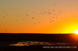 Sandhill-Cranes-at-Sunrise-Paul´s-Lake-Muleshoe-National-Wildlife-Refuge-Texas-10-300x199 Sandhill Cranes at Sunrise