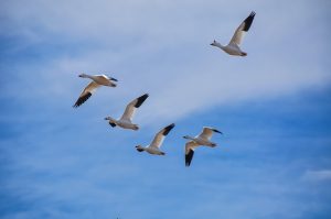 Snow-Geese-Bosque-del-Apache-National-Wildlife-Refuge-San-Antonio-New-Mexico-8-300x199 Snow Geese