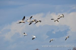 Snow-Geese-Sacramento-National-Wildlife-Refuge-Williams-California-20-300x199 Snow Geese