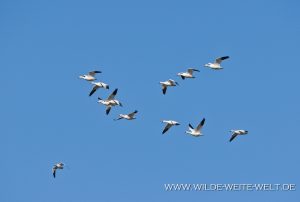 Snow-Geese-Sacramento-National-Wildlife-Refuge-Williams-California-30-300x202 Snow Geese