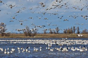 Snow-Geese-Sacramento-National-Wildlife-Refuge-Williams-California-72-300x199 Snow Geese