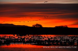 Snow-Geese-at-Sunrise-Bosque-del-Apache-National-Wildlife-Refuge-Socorro-New-Mexico-17-300x199 Snow Geese at Sunrise