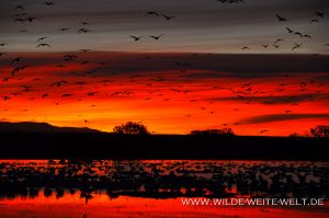 Snow-Geese-at-Sunrise-Bosque-del-Apache-National-Wildlife-Refuge-Socorro-New-Mexico-28-300x199 Snow Geese at Sunrise