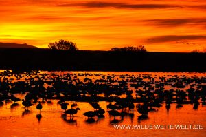 Snow-Geese-at-Sunrise-Bosque-del-Apache-National-Wildlife-Refuge-Socorro-New-Mexico-36-300x199 Snow Geese at Sunrise