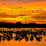 Snow Geese at Sunrise - Bosque del Apache National Wildlife