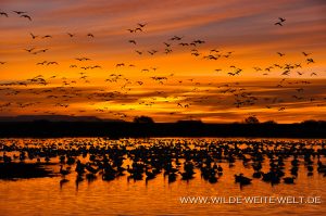 Snow-Geese-at-Sunrise-Bosque-del-Apache-National-Wildlife-Refuge-Socorro-New-Mexico-47-300x199 Snow Geese at Sunrise