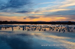 Snow-Geese-at-Sunrise-Bosque-del-Apache-National-Wildlife-Refuge-Socorro-New-Mexico-69-300x199 Snow Geese at Sunrise