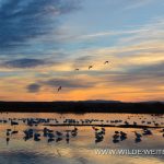 Sandhill-Cranes-at-Sunrise-Bosque-del-Apache-National-Wildlife-Refuge-Socorro-New-Mexico-68 Bosque del Apache National Wildlife Refuge: Kraniche & Schneegänse