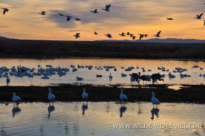 Snow-Geese-at-Sunrise-Bosque-del-Apache-National-Wildlife-Refuge-Socorro-New-Mexico-84-300x199 Snow Geese at Sunrise