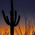 Saguaro-Arizona-Sonora-Desert-Museum-Tucson-Arizona-4-225x300 Saguaro [Saguaro National Park]