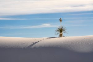 Yucca-elata-White-Sands-National-Monument-New-Mexico-3-300x199 Yucca elata