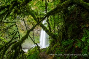 Moosbewachsene-Bäume-Elowah-Falls-Trail-Columbia-River-Gorge-Oregon-300x199 Moosbewachsene Bäume