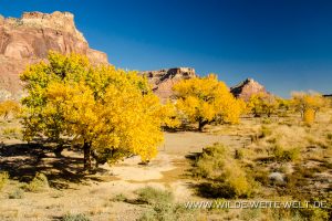Fall-Color-in-Buckhorn-Draw-San-Raffael-Swell-Castle-Dale-Utah-10-300x200 Fall Color in Buckhorn Draw