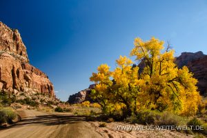 Fall-Color-in-Buckhorn-Draw-San-Raffael-Swell-Castle-Dale-Utah-23-300x200 Fall Color in Buckhorn Draw