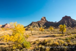 Fall-Color-in-Buckhorn-Draw-San-Raffael-Swell-Castle-Dale-Utah-24-300x200 Fall Color in Buckhorn Draw