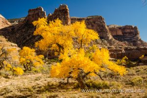 Fall-Color-in-Buckhorn-Draw-San-Raffael-Swell-Castle-Dale-Utah-6-300x200 Fall Color in Buckhorn Draw