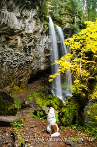 Grotto-Falls-Little-River-Area-Umpqua-National-Forest-Oregon-11-199x300 Grotto Falls